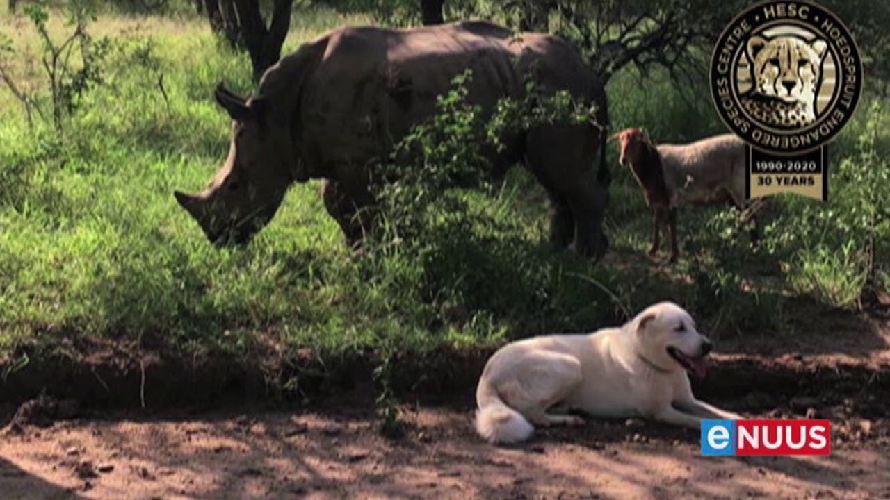Liefdesdriehoek in Hoedspruit