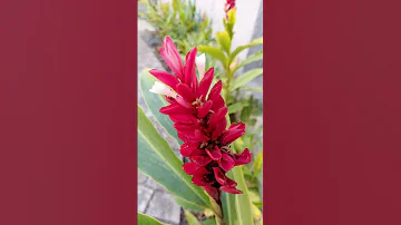 Red ginger plants with red colour flower #floriculture #garden #green #landscapedesign #landscape