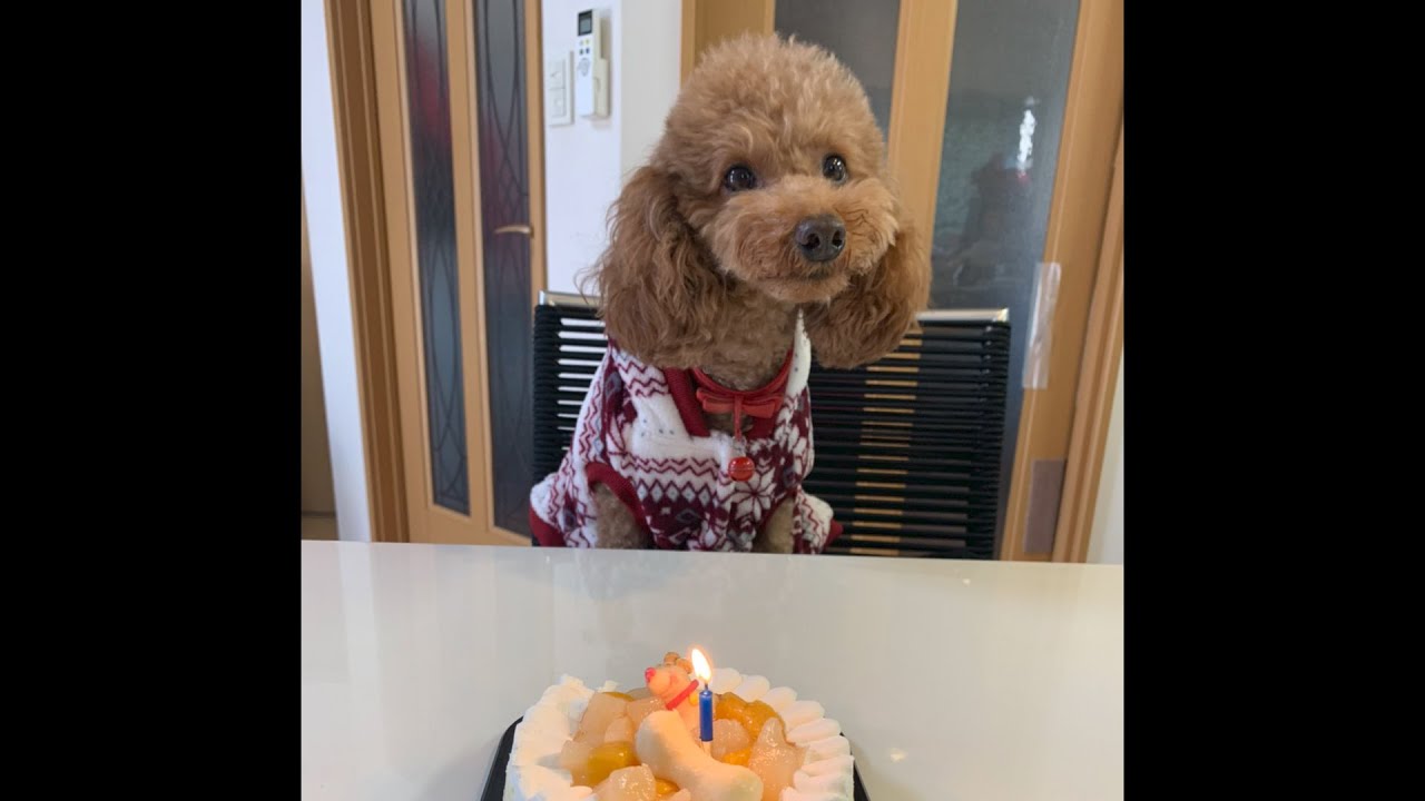 トイプードルのルル 新年 チャンネル登録者100人おめでとう ルルちゃんに豪華なケーキでお祝いしました Youtube