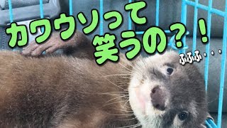 健康診断の結果が出て不敵な笑みを浮かべるカワウソ【しゃもじ君】