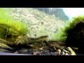 Common Minnows in outdoor aquarium feeding