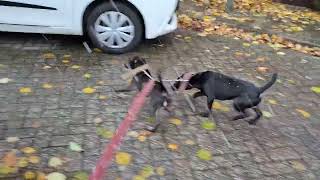 Snow In November. Patterdale Terriers & Hothatches. Like Cars & Coffee And Snow Haha