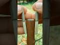 grafting two scions #agriculture #grafting #budding #garden