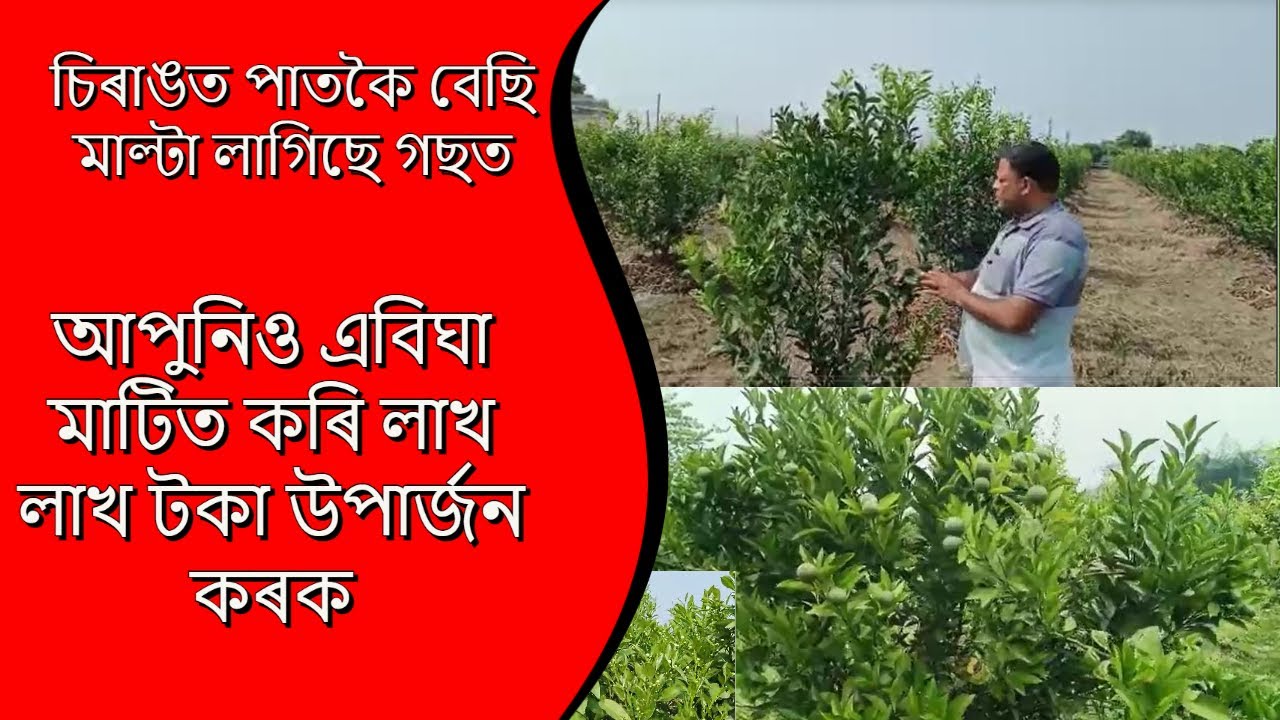 এজোপা কিমান মাল্টা লাগে! চিৰাঙত পাতকৈ বেছি মাল্টা লাগিছে কেনেদৰে! Multa ...