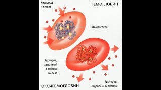Гемоглобин и эритроциты, их клиническая интерпритация
