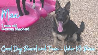 Max Good Dog™ Board & Train | German Shepherd Training Boise by ValorK9Academy® 198 views 8 months ago 3 minutes, 15 seconds