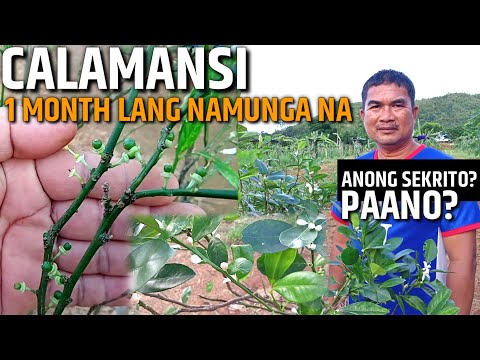 Video: Paano Maipalaganap Nang Tama Ang Thuja? Isang Mabilis At Madaling Paraan Upang Magpalaganap Ng Puno. Paano Magtanim Ng Thuja Sa Bahay? Tamang Pagpapalaganap Ng Mga Sanga Sa Tagsibo