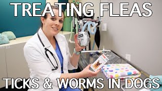 How To Treat Fleas, Ticks & Worms In Dogs by Stand For Animals 1,054 views 5 years ago 3 minutes, 24 seconds