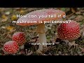 How to Identify Poisonous Mushrooms 🍄