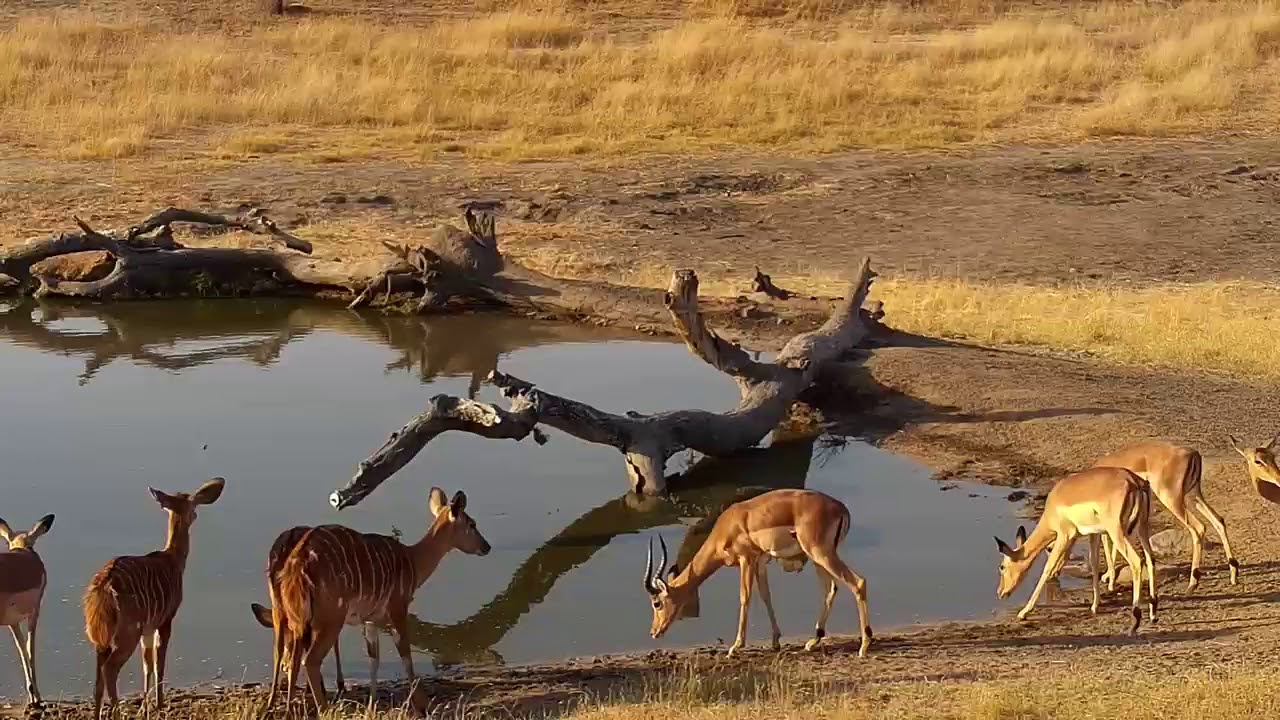camera iphone 8 plus apk Djuma: Impalas and Nyalas - 15:41 - 07/24/19