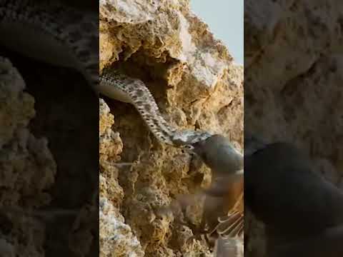 هجوم افعى سامة متنكرة على طير جارح برأيكم هل سيعيش الطير الجارح بعد ان اصبح السم يجري في عروقه