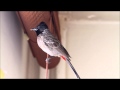Red-vented Bulbul