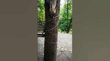 Белка решила причесать хвост другой белке🤣Squirrel decided to make a hairstyle to another one's tail