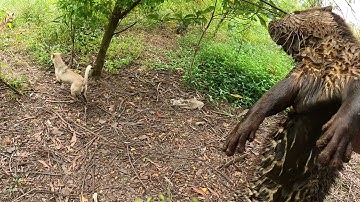 Rái cá Titi thông minh đáo để đi theo Tiun không chơi với mấy con chó thích chơi ngu nghịch dại