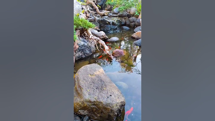 Kolam Ikan Soimah