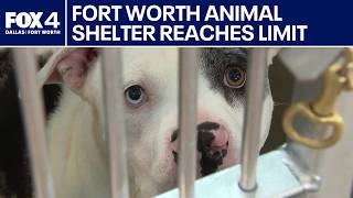 Fort Worth animal shelter reaches critical capacity