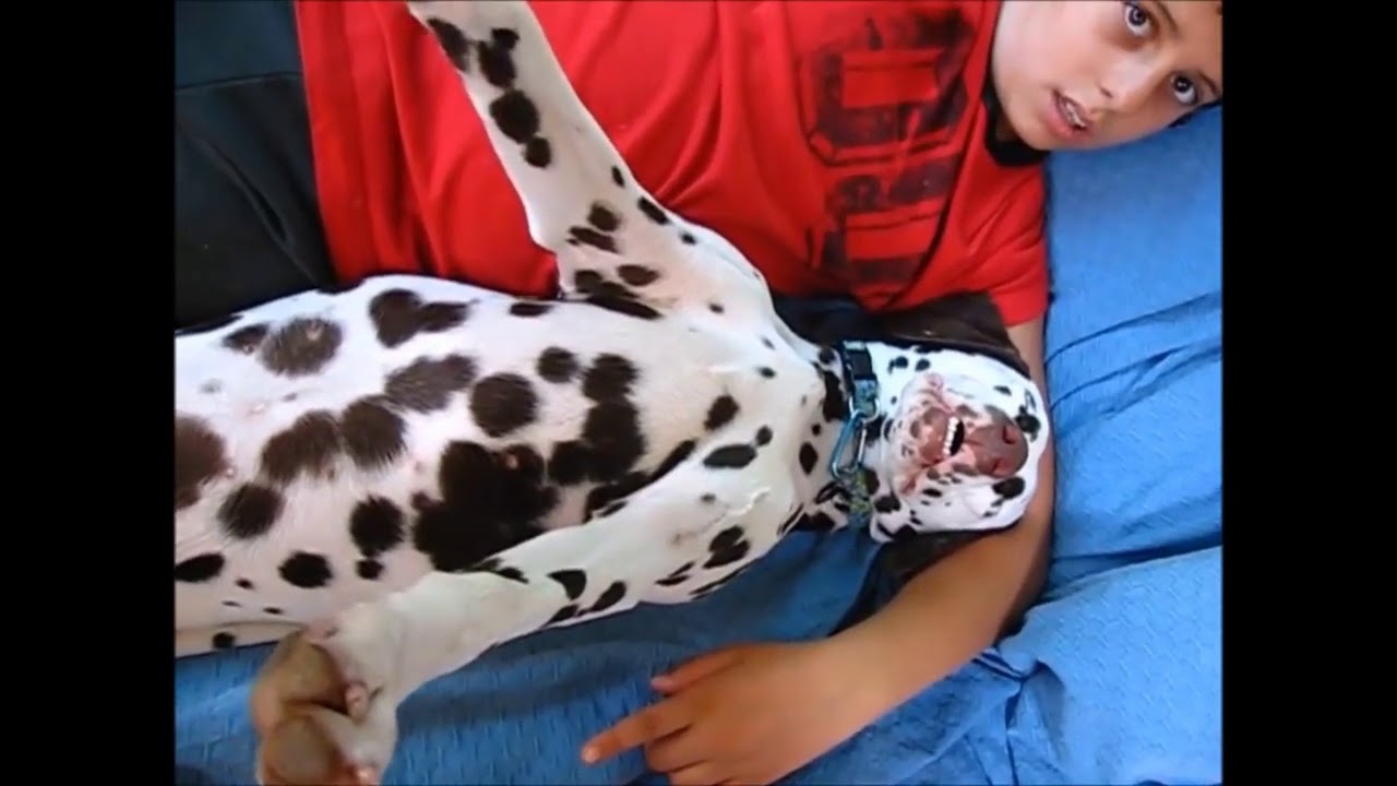 funny dalmatian