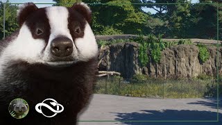 Building a Cozy BADGER Enclosure! Ep. 77 | Oakwood Zoo