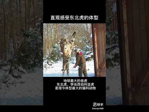 largest Siberian tiger