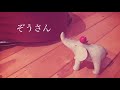 【童謡・唱歌】ぞうさん🐘歌ってみました✨