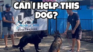 Can i help this dog? #dog #dogtraining by Jason Harris Dog Training 622 views 1 month ago 15 minutes