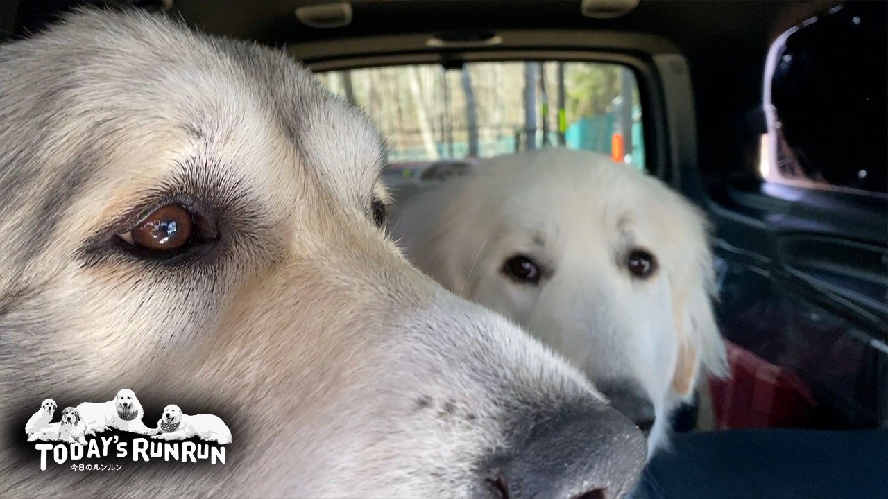Bell and Lily, Great Pyrenees, definitely need a cage because they