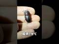 拾ったクワガタを産卵させる方法