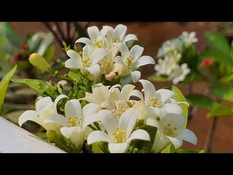 Top 10 Murraya Paniculata Growing Tips | Kamini In Hindi | Fragrant Tropical Plants