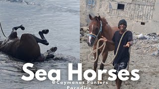 CAYMANAS PARK SEA EXERCISE Caymanas Park Horse Racing 28/07/26 