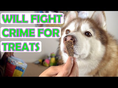 Siberian Husky Barkbox Unboxing July 2018 Youtube