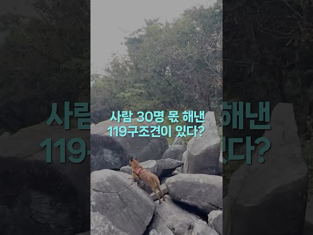 사람 30명 몫 해낸 구조견이 있다?