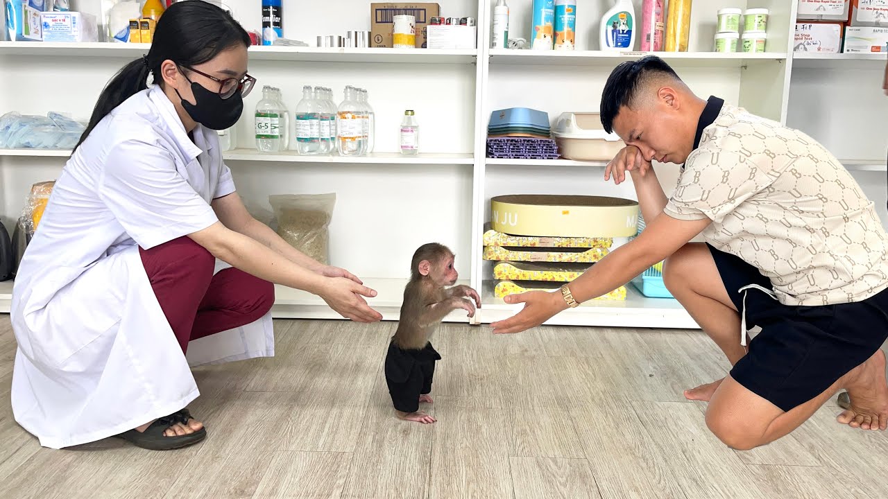 Monkey Cubis Gets Sick — Dad Rushes Him to the Hospital