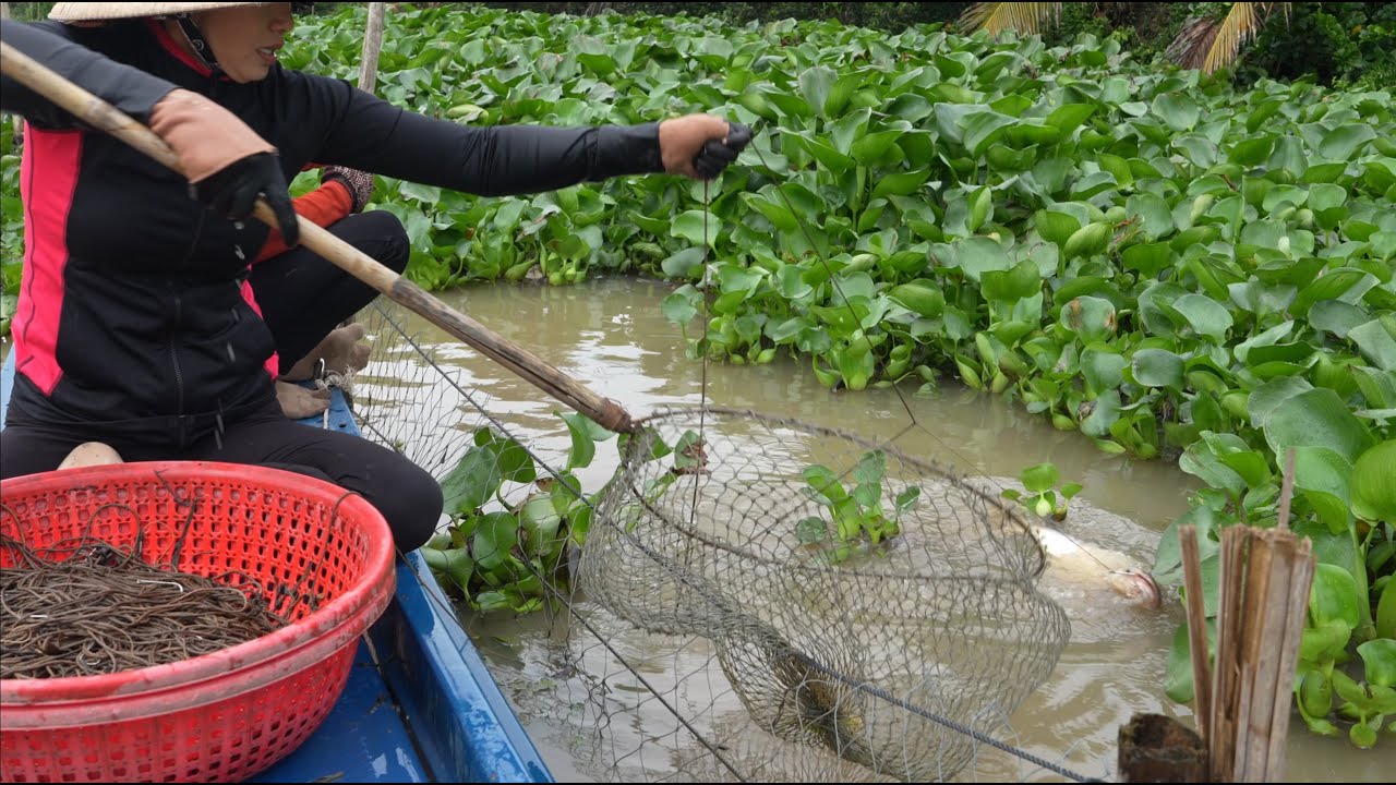 1639 / Giăng câu cá tra về nấu lẩu mắm