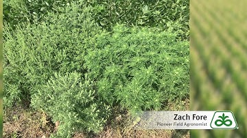 Soybean Field Weed Control