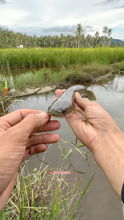 Fishing for chana fish in a water hole in the middle of the rice field🤤🥰