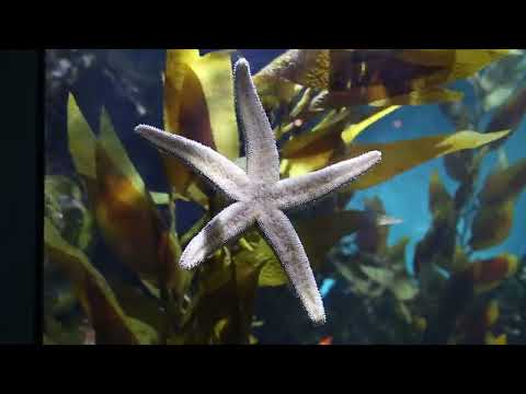 The California Coast with Octopus - The California Coast with Octopus