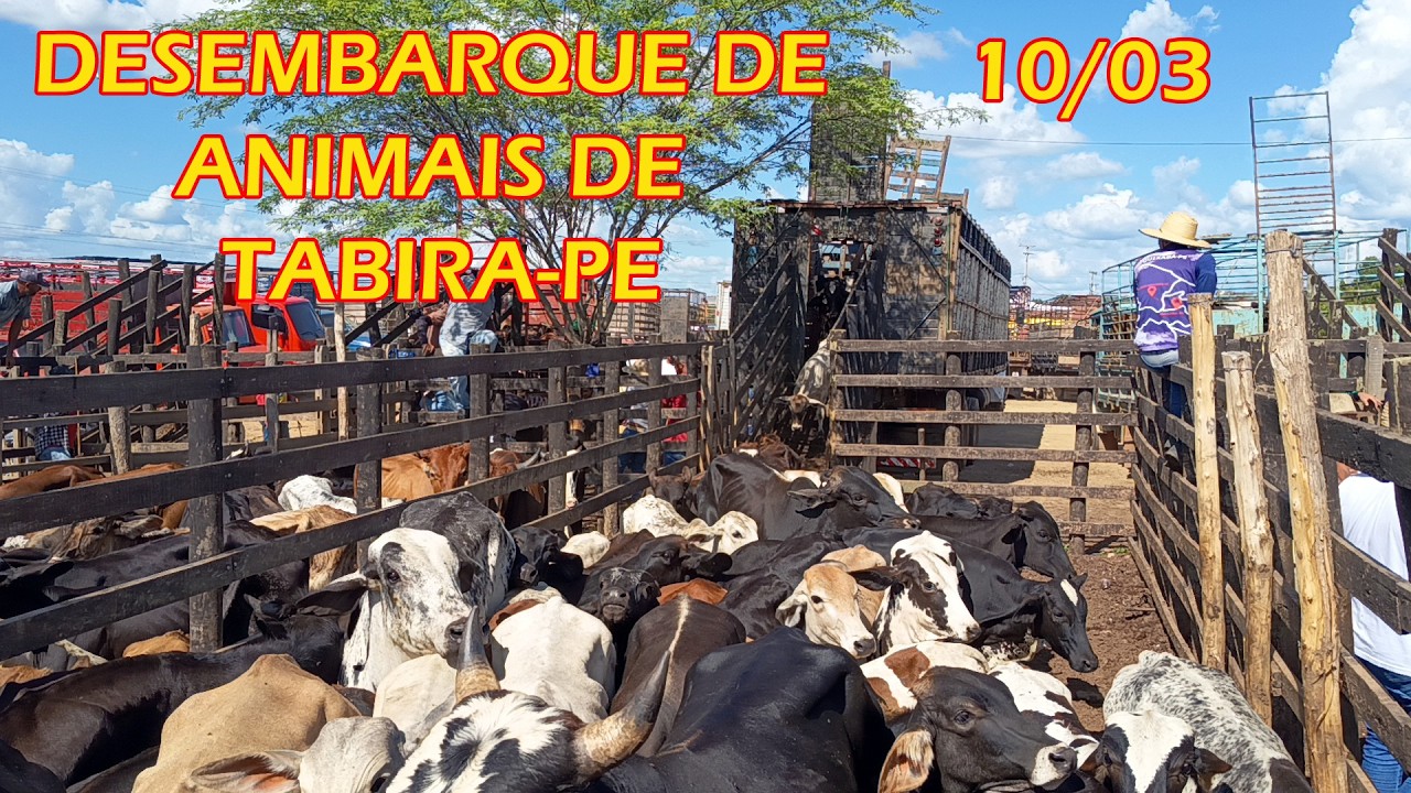 Desembarque de animais de Tabira-PE (10/03/26) Parte 1