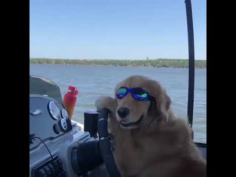 golden retriever with goggles