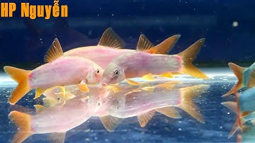 4 Loại Cá Heo Nước Ngọt, Các bạn đã biết chưa???