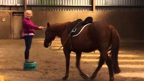 Clicker Training Horses   Gem Shows us Advanced Mounting Block Work