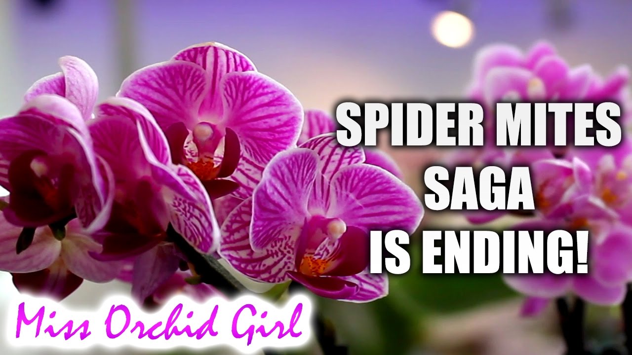 How I control spider mites in my Orchid collection - Simple!