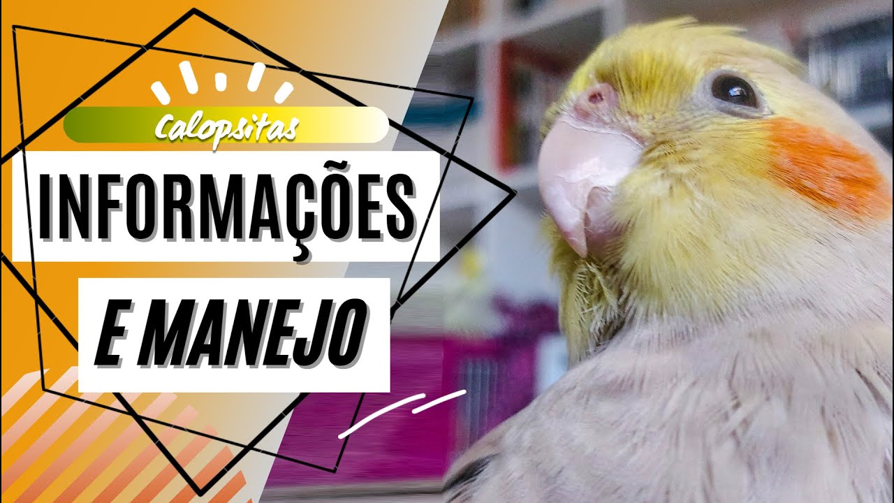 Calopsita - Informações e Manejo