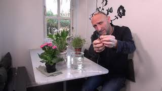 Billigt nyt vandingssystem til potteplanter YouTube