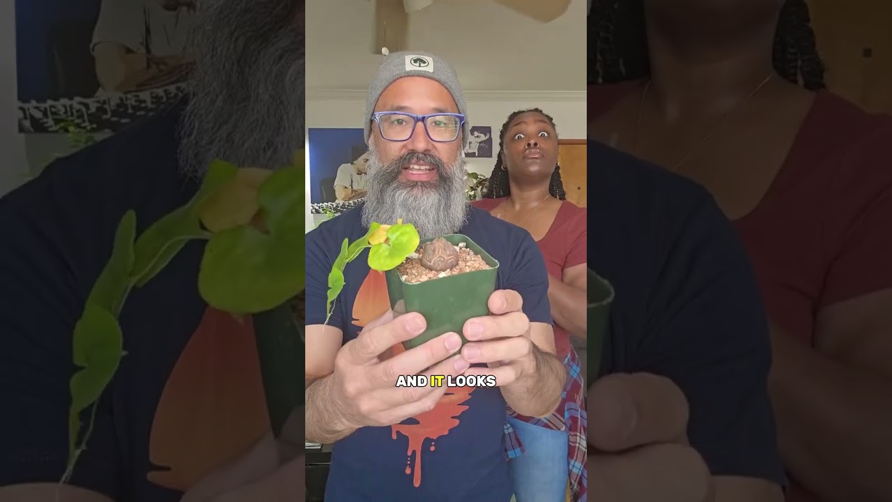 This plant looks like a rock, but it's alive Boo Boos