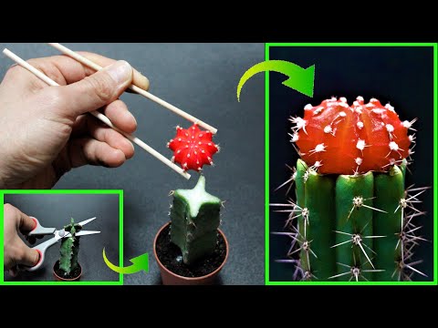 Video: Il cactus innestato cresce?