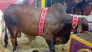 Big bulls of FSH Cattle Farm 2026