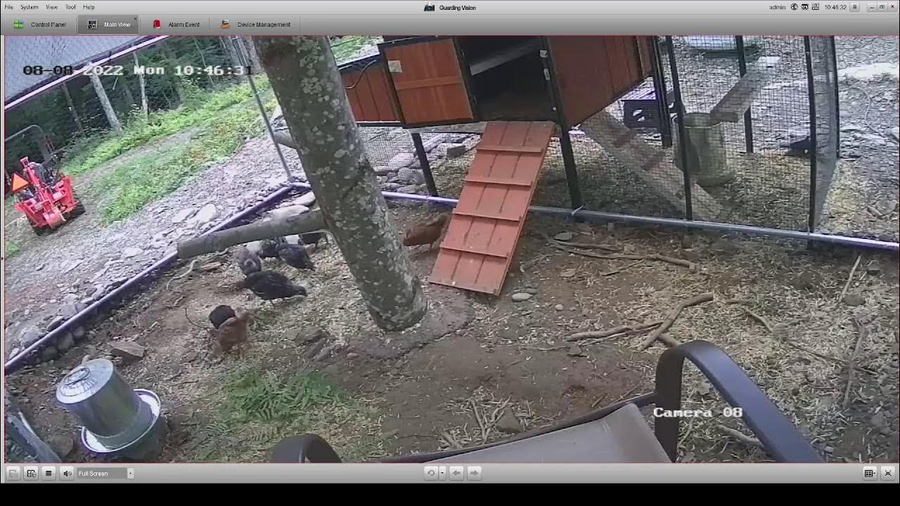 Live Chicken Coop Cam YouTube
