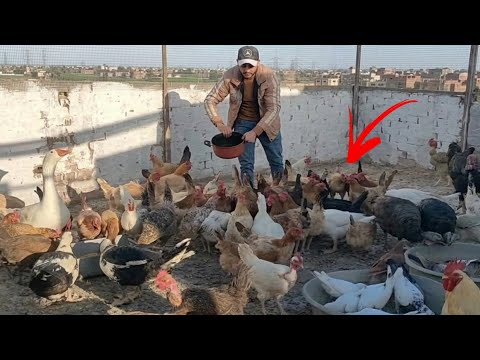 أسرع طريقة لعلاج الفراخ من البرد والخنفره والرشح الشخرة وصوت الضفادع بدون ادويه بشرى ولا بيطرى