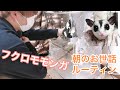 【フクロモモンガ】朝のお世話ルーティン