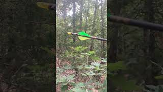 I went to a 3-D shoot and got my arrow stuck in a tree